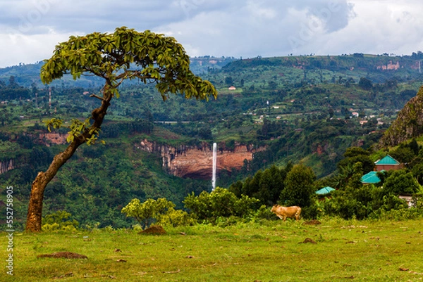 Obraz landscape with trees