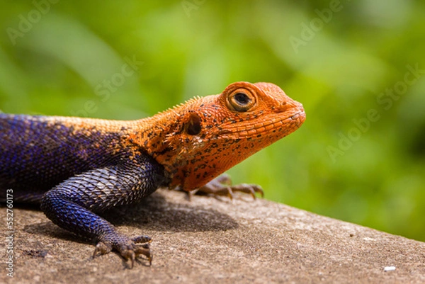 Fototapeta lizard on a rock