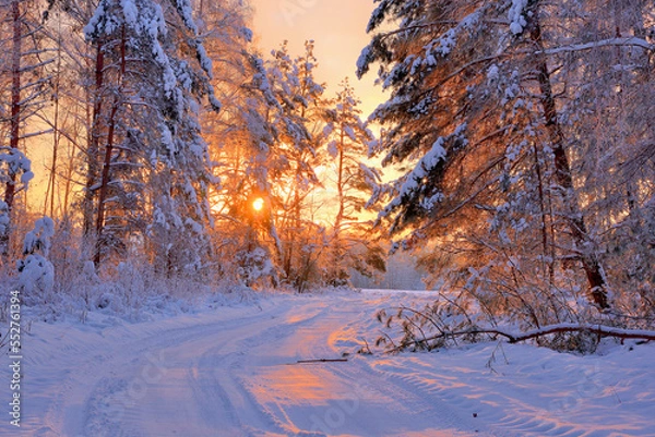 Obraz sunset in the forest