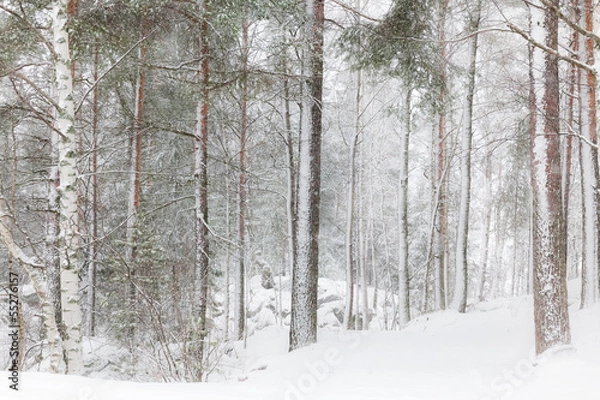 Fototapeta Winter forest with tall trees