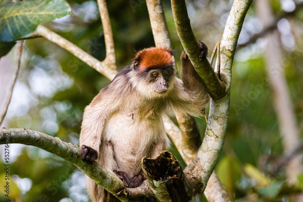 Fototapeta Red Colobus Monkey