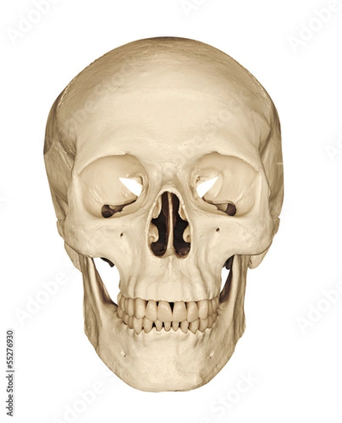 Fototapeta Human skull isolated on white