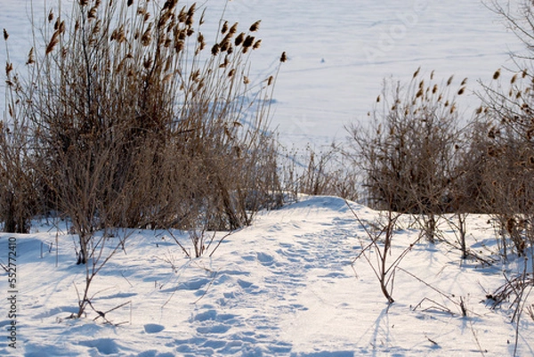 Fototapeta A trail in the snow in a winter field. The concept of winter.