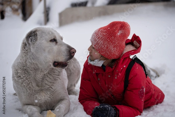 Fototapeta A girl in a red jacket and a big white dog lie together on the white snow. Winter fun..Friendship of pets and children
