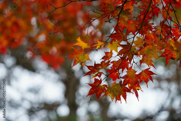 Fototapeta モミジの紅葉