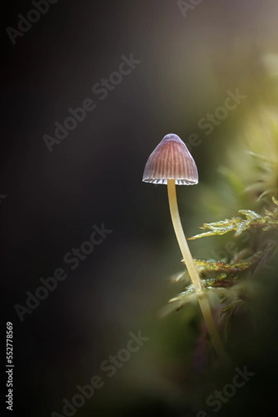 Fototapeta Macro mushroom with magic light