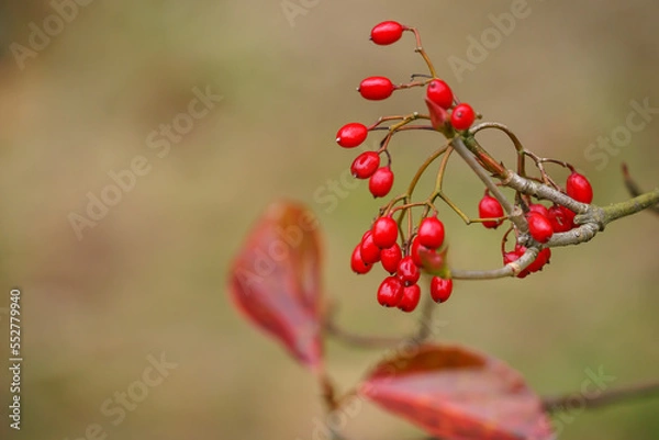 Obraz ハクサンボクの実