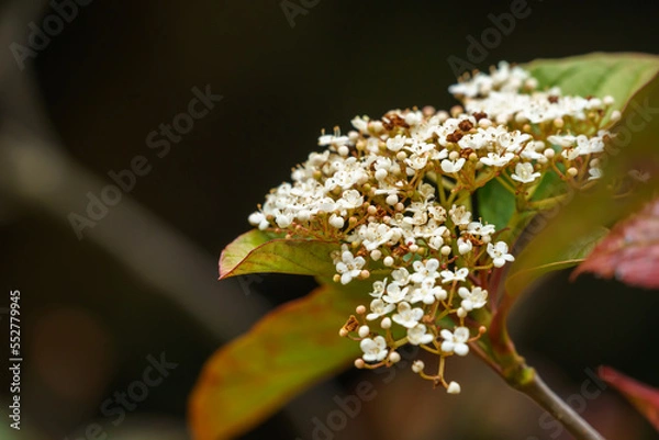 Obraz ハクサンボク