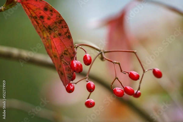 Obraz ハクサンボクの実