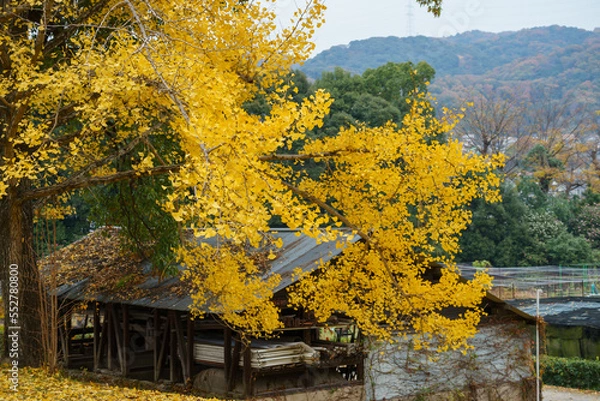 Obraz イチョウの黄葉（紅葉）