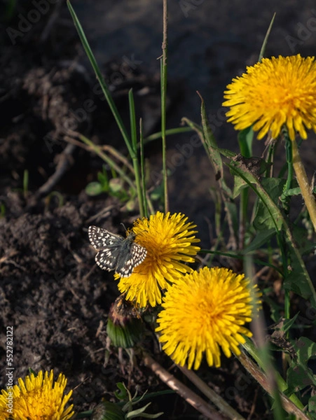 Obraz dandelion and butterfly