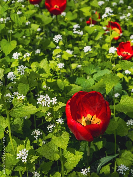 Obraz red lotus flower