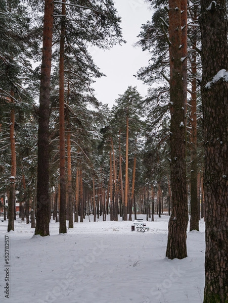 Obraz snow covered trees