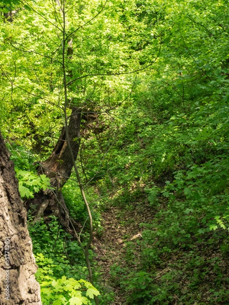 Obraz tree in the forest
