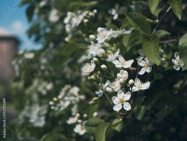 Obraz blossoming tree