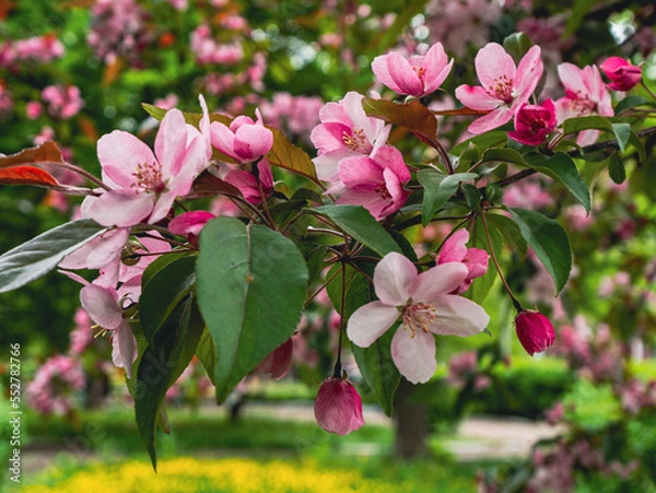 Obraz pink and white blossom