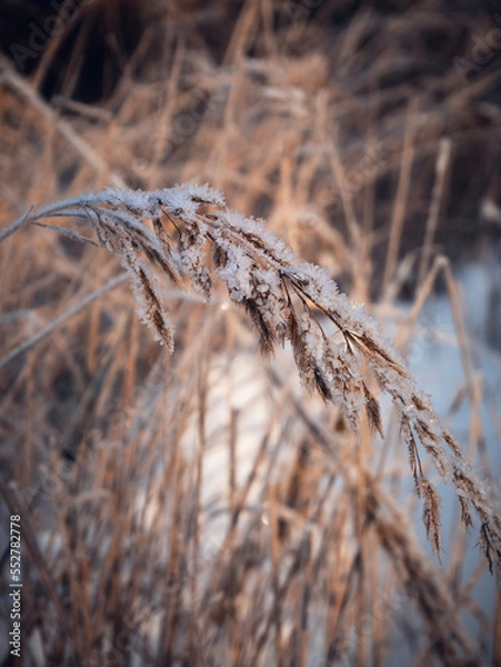 Obraz grass in the snow