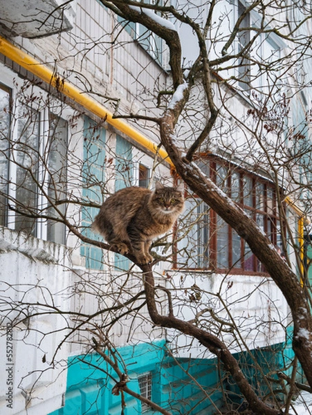 Obraz koala in the tree