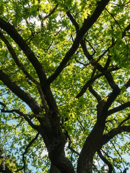 Obraz tree in autumn