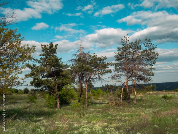 Obraz tree in the field