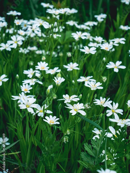 Obraz white daisies in a field