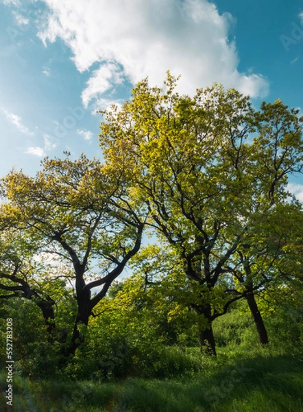 Obraz trees in the autumn