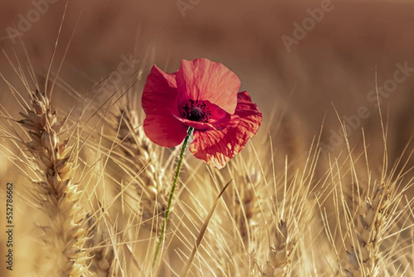 Obraz Poppy field in Czech Republic