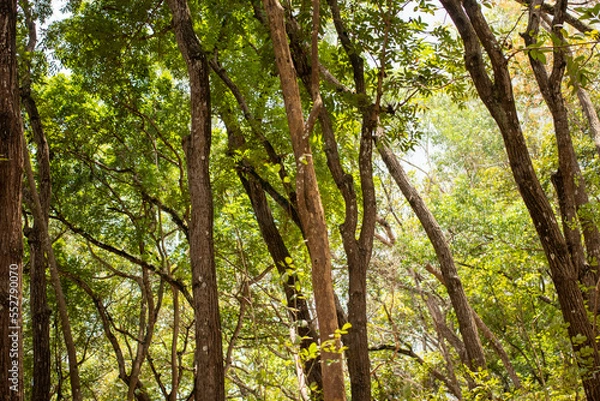 Fototapeta homogen forest in sunny day at nature preserve