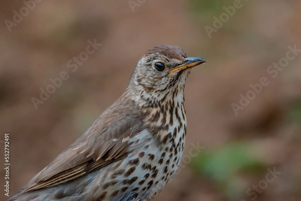 Fototapeta Mistle Thrush