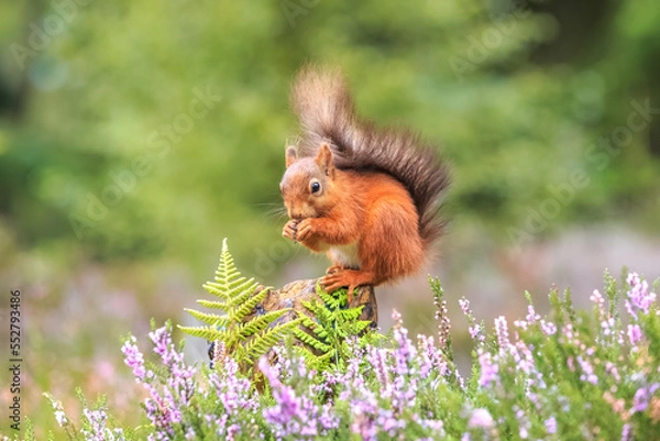 Fototapeta Red squirrel in the forest