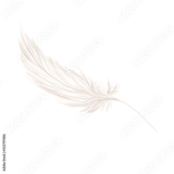 Fototapeta feather2