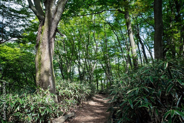 Fototapeta 箱根の鮮やかな緑の森