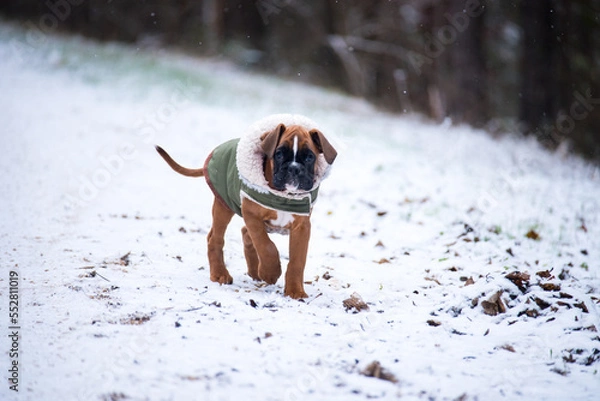 Obraz Deutscher Boxer im Schnee