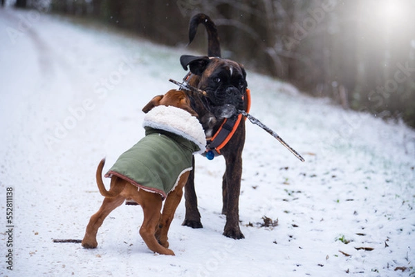 Obraz Deutscher Boxer im Schnee