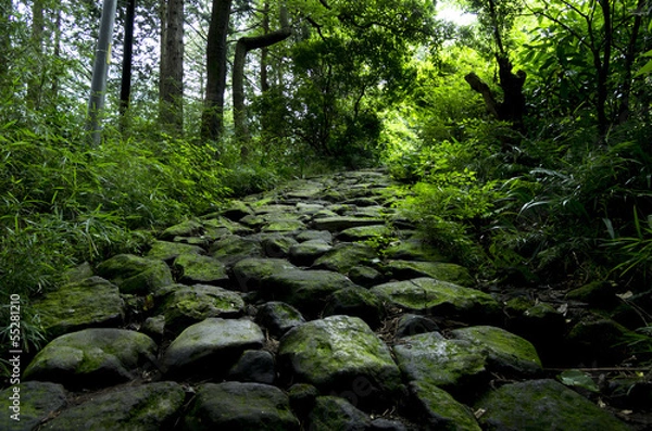 Fototapeta 箱根の旧街道石畳