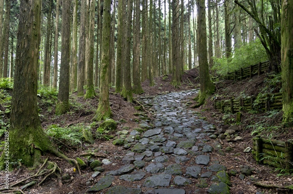 Fototapeta 箱根の旧街道石畳