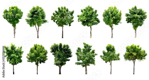 Fototapeta Collection Trees and bonsai green leaves. total 12 trees. (png)