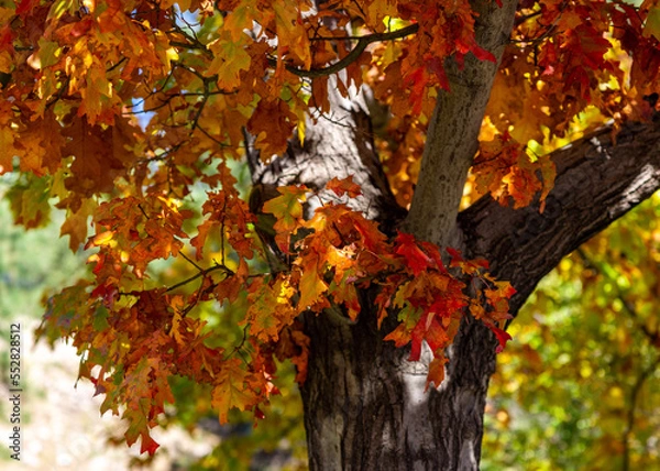 Fototapeta Fall color