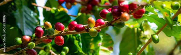 Fototapeta Fresh coffee beans Coffee beans on trees Coffee beans ripening, fresh coffee,red berry branch