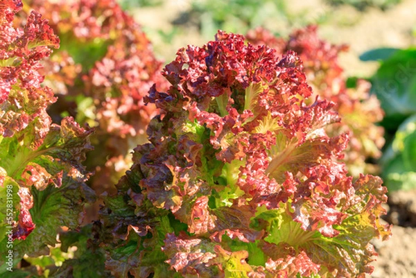 Obraz サニーレタスの畑