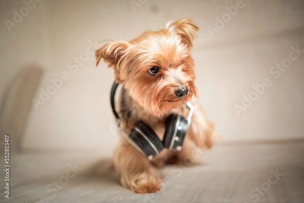 Obraz Close-up portrait of a beautiful thoroughbred terrier in a home photo studio.