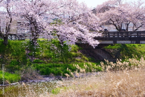 Obraz 桜満開の宇治田原町、田原川河畔の桜の遊歩道「やすらぎの道」（京都府綴喜郡宇治田原町・田原川河畔　郷之口地区～荒木地区～岩山地区）