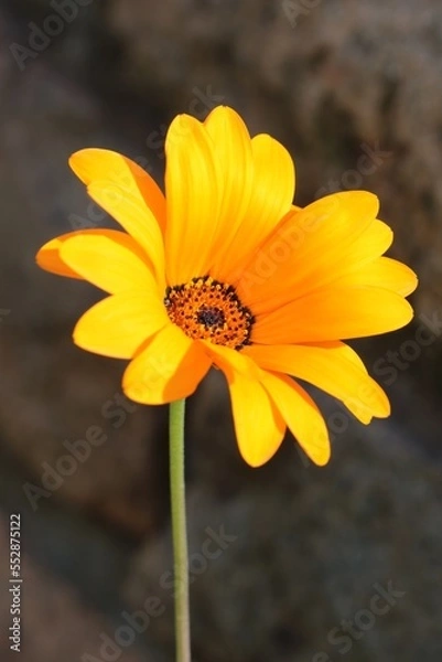 Obraz Close-up of an orange Namaqualand daisy