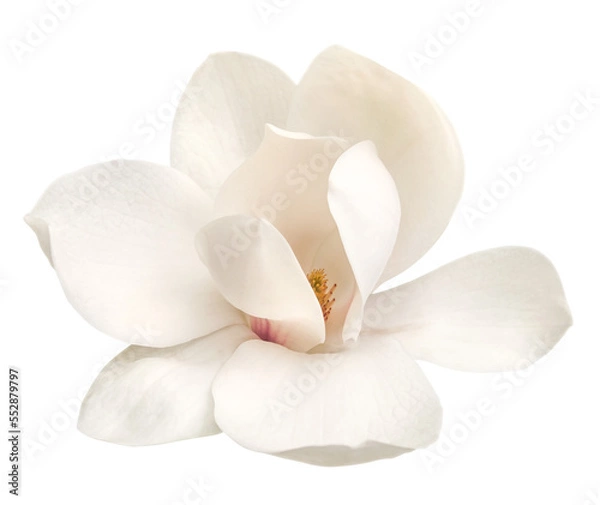 Obraz Czuły biały kwiat magnolii izolowany