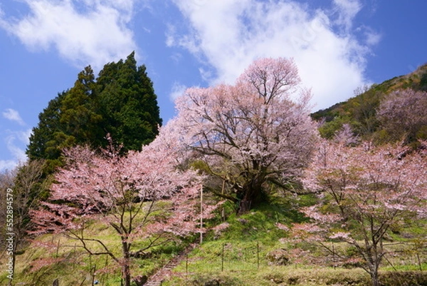 Fototapeta 佛隆寺(仏隆寺)の千年桜（モチヅキザクラ、県指定天然記念物、奈良県最古の桜、奈良県宇陀市榛原、真言宗室生寺派）