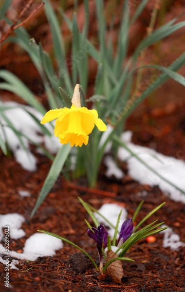 Obraz crocus in snow