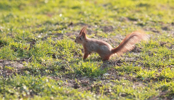 Obraz squirrel in the grass