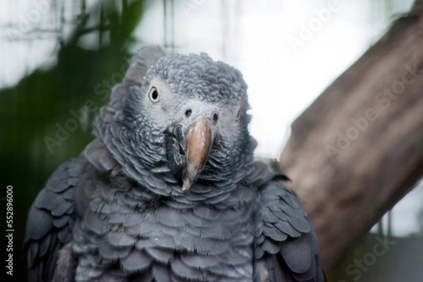 Obraz this is a close up of an African grey parrot