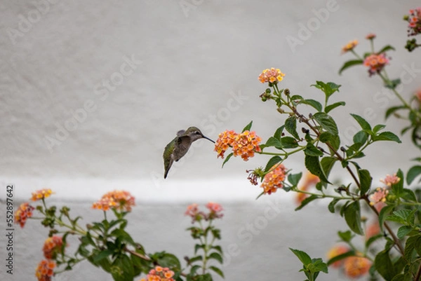 Obraz Humming Birds