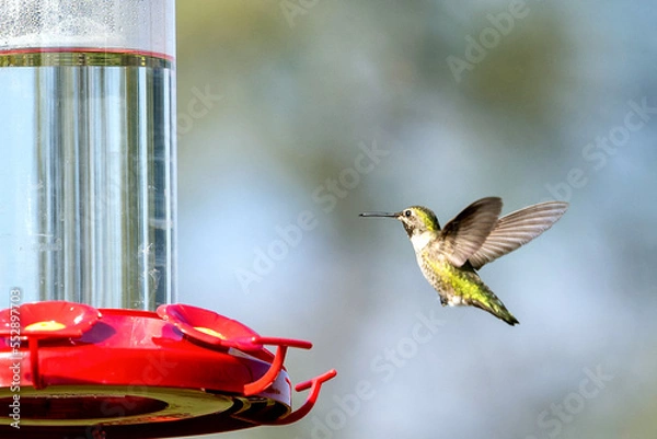 Obraz Humming Birds